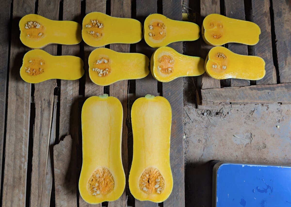 Butternut trial results