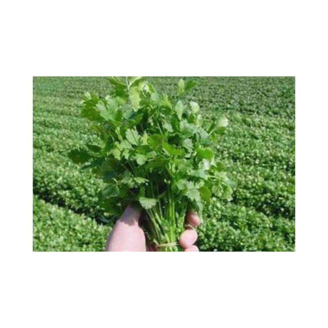 Herb