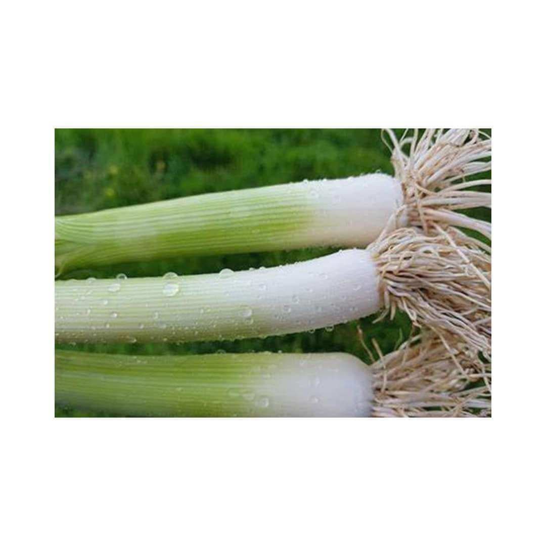 Leek