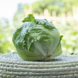 Lettuce