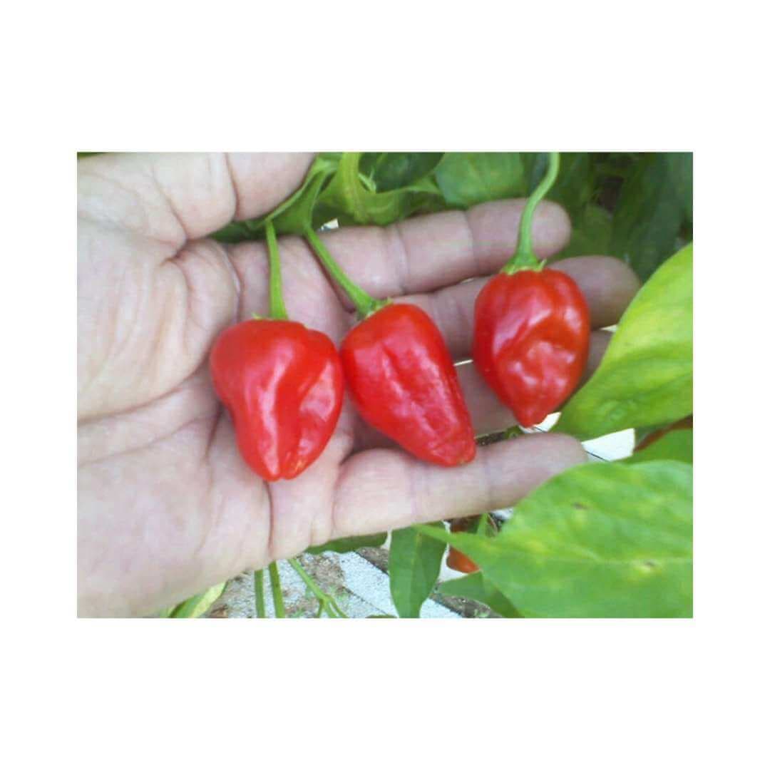 Sweet Pepper